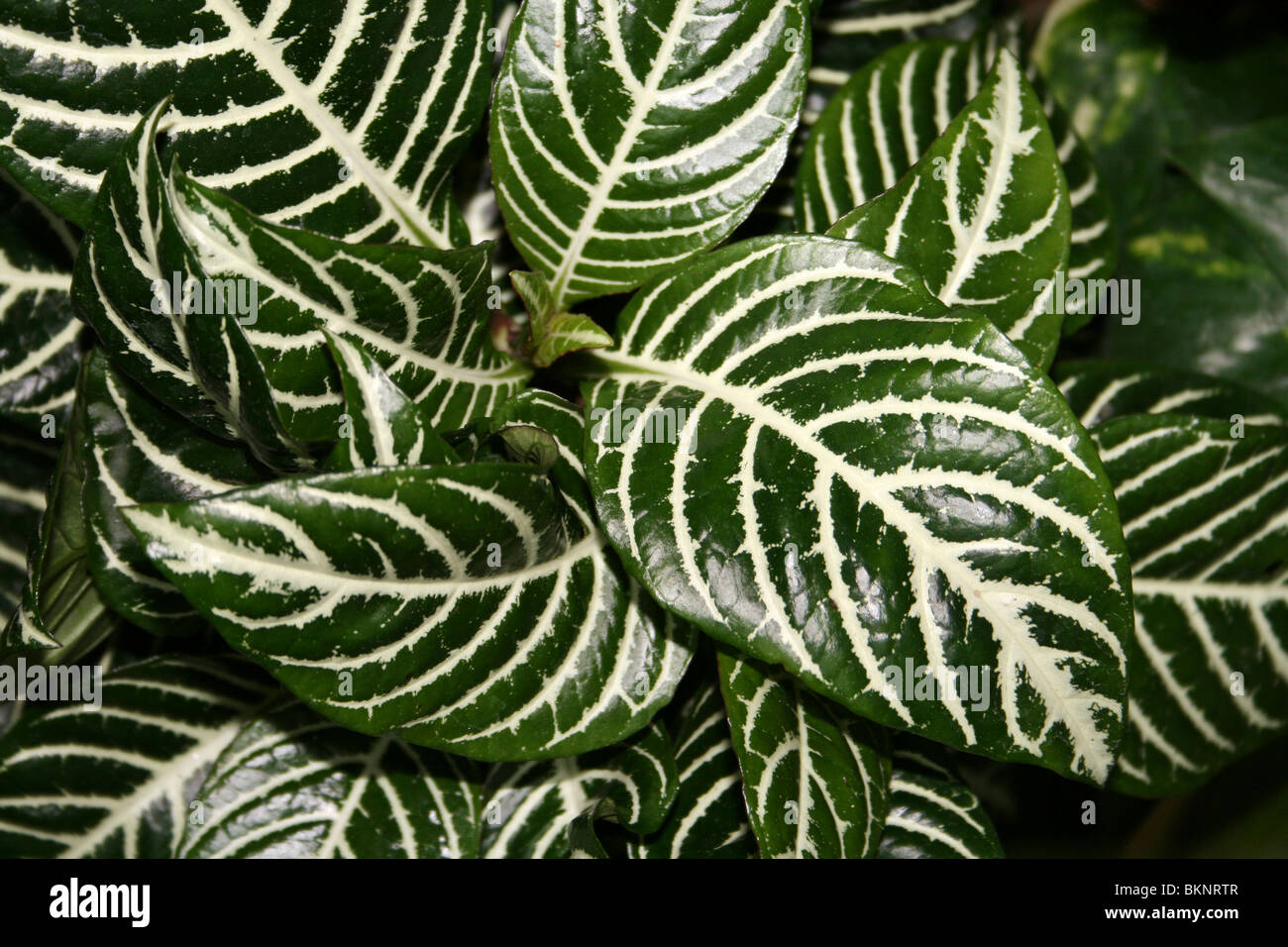 Variegated Leaves Zebra Plant - Aphelandra Stock Photo