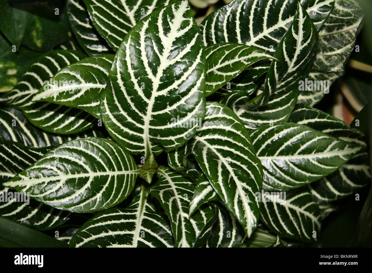 Variegated Leaves of Zebra Plant - Aphelandra Stock Photo