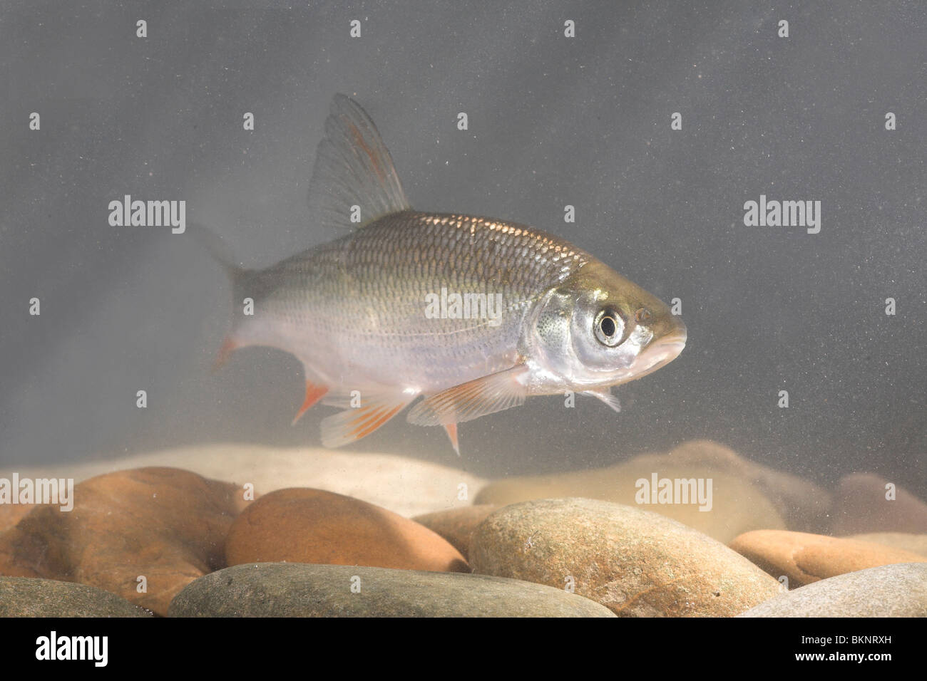 photo of an ide swimming above a rocky bottom with rays of light coming from above Stock Photo