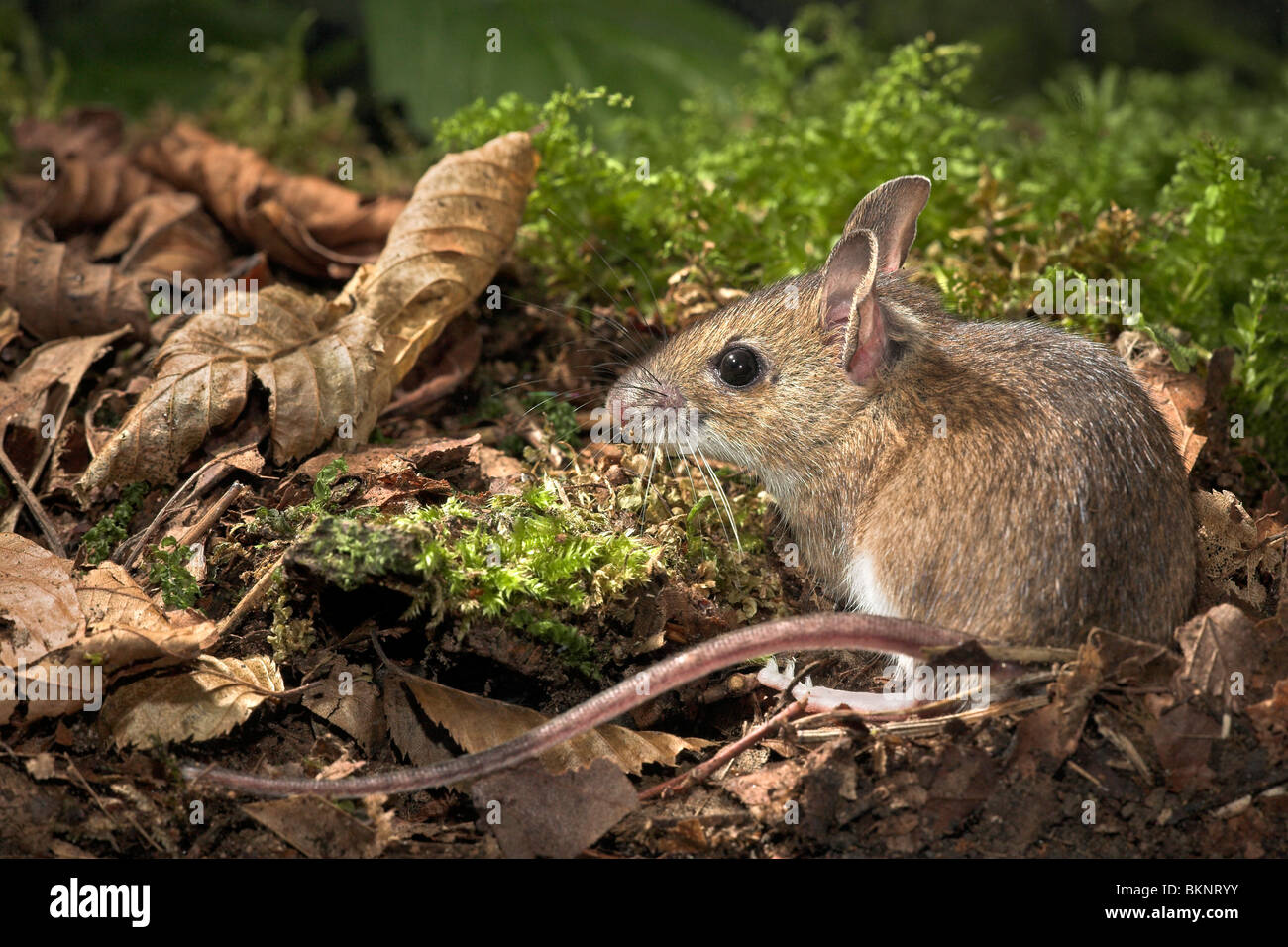 photo of a yellow-necked mouse sitting on between dead leafs and green moss Stock Photo