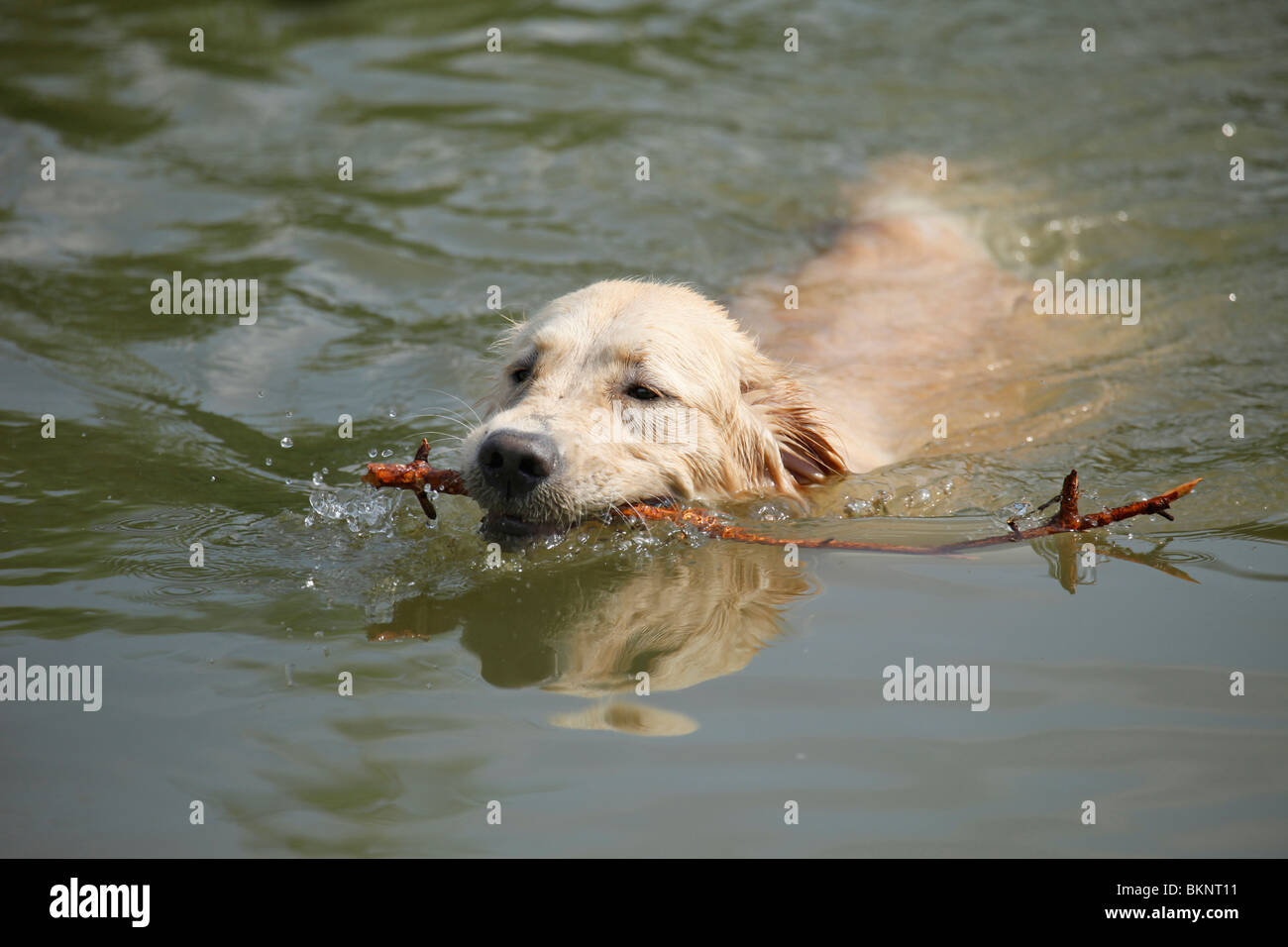 Tiptoi® Golden Retriever Rüde – Interaktive Spielfigur Mit Geräuschen & Spielen