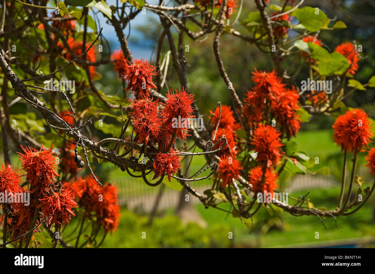 Close up of red flowers flower flowering of coral tree erythrina reticulata Madeira Portugal EU Europe Stock Photo