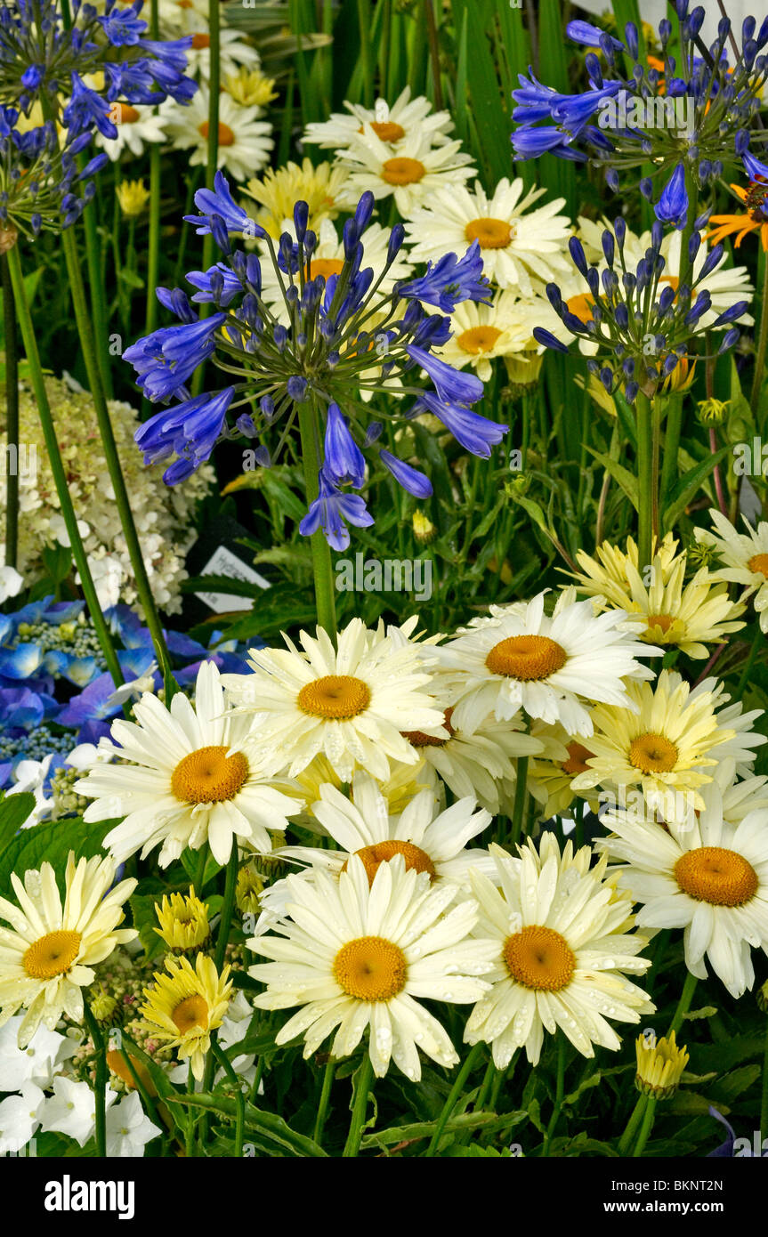 Agapanthus and Leucanthemum close up in a flower border Stock Photo