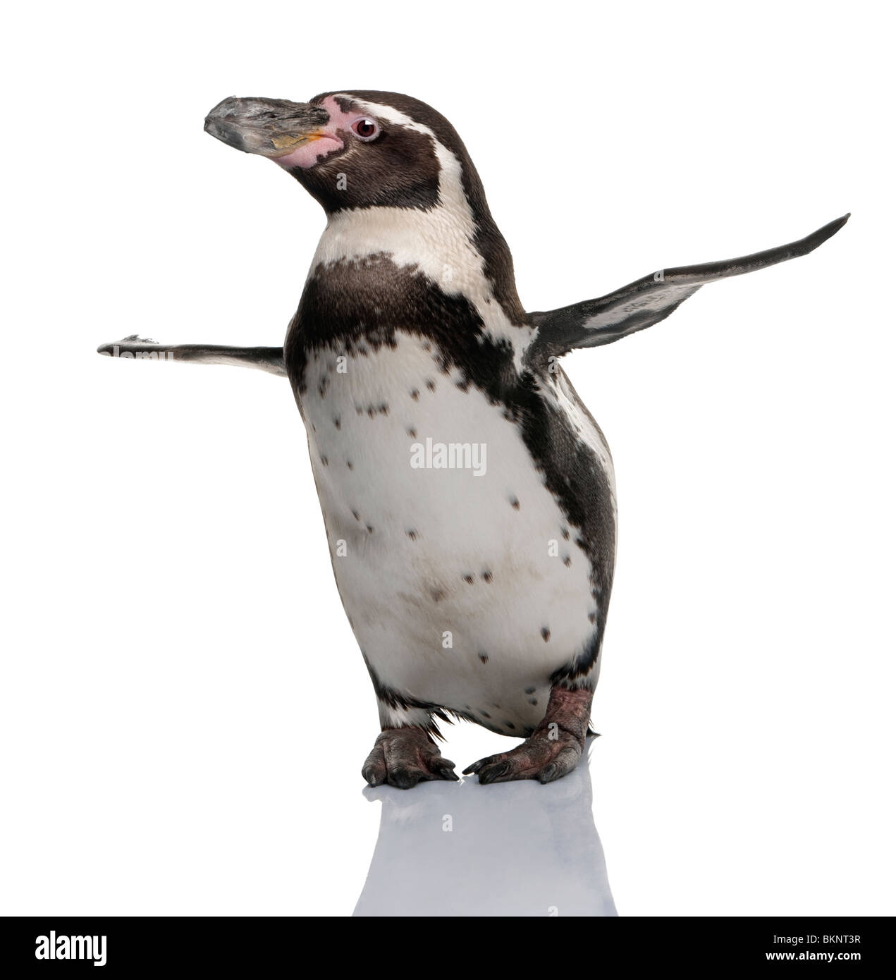 Humboldt Penguin, Spheniscus humboldti, standing in front of white background Stock Photo