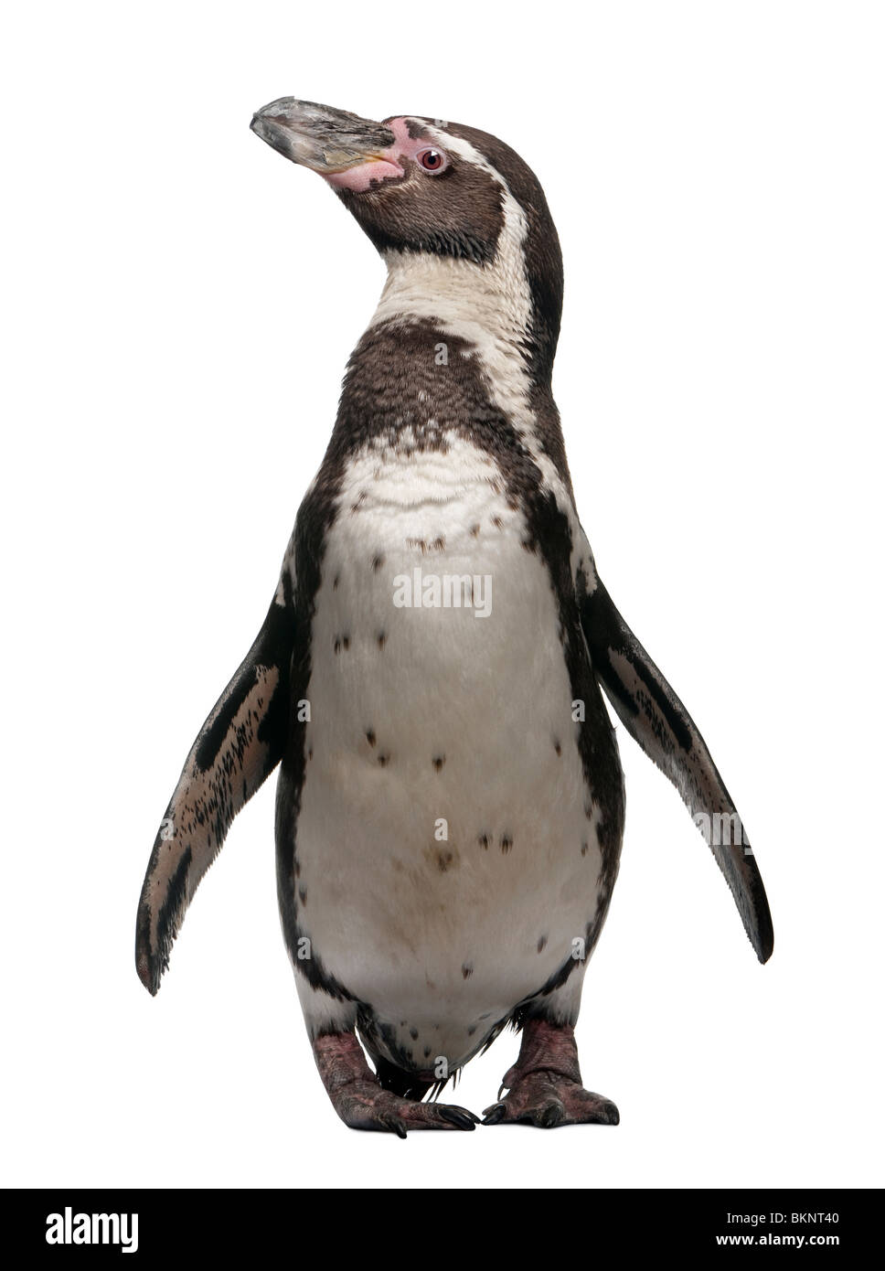 Humboldt Penguin, Spheniscus humboldti, standing in front of white background Stock Photo