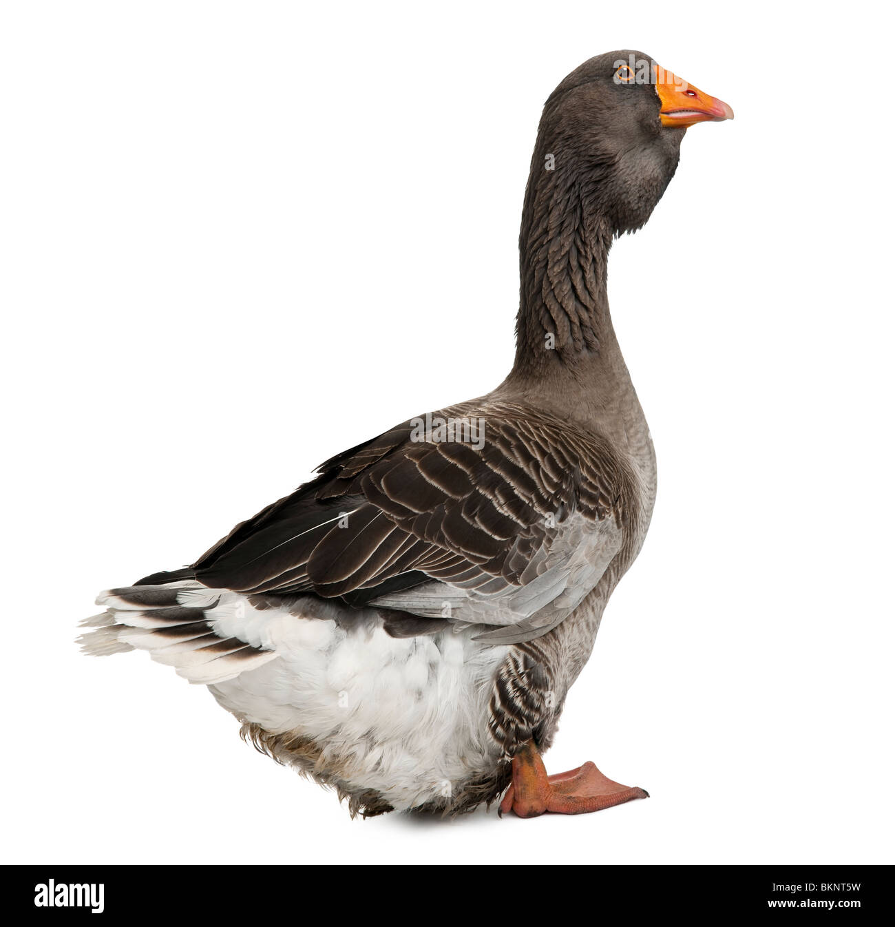 Toulouse goose in front of white background, studio shot Stock Photo