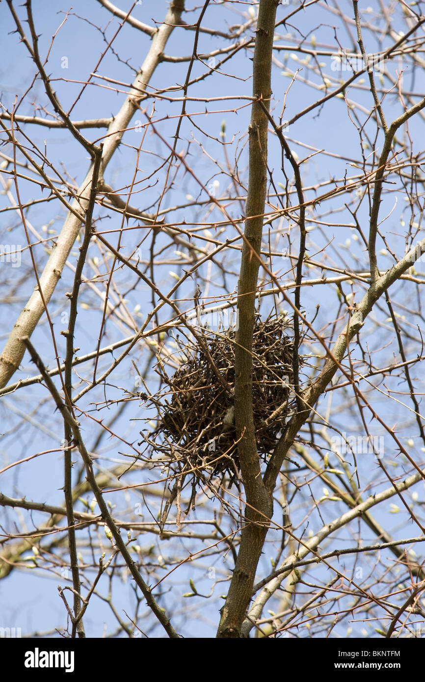 Bird's nest in tree, England Stock Photo Alamy