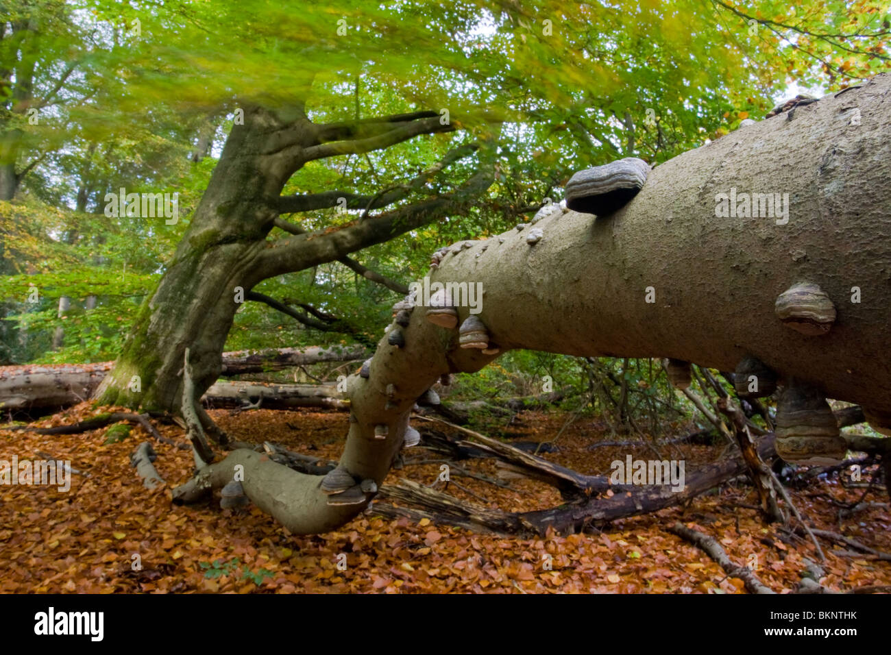 Waid Tree Waaien hi-res stock photography and images - Alamy