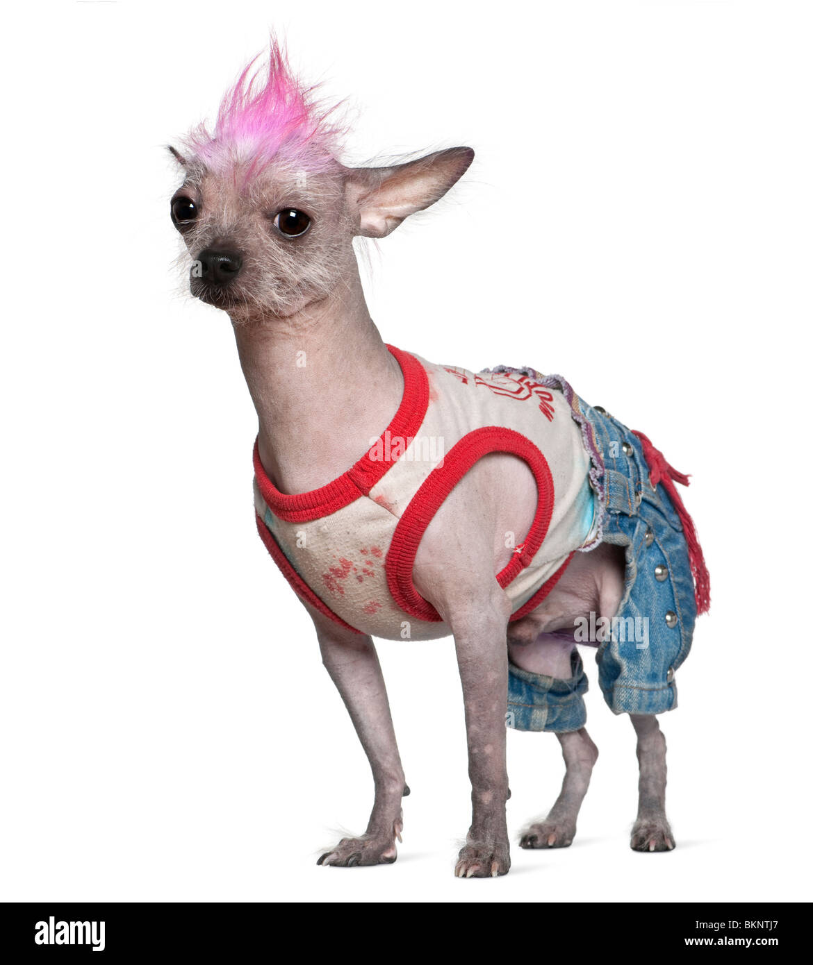 Aztec top hairless dog