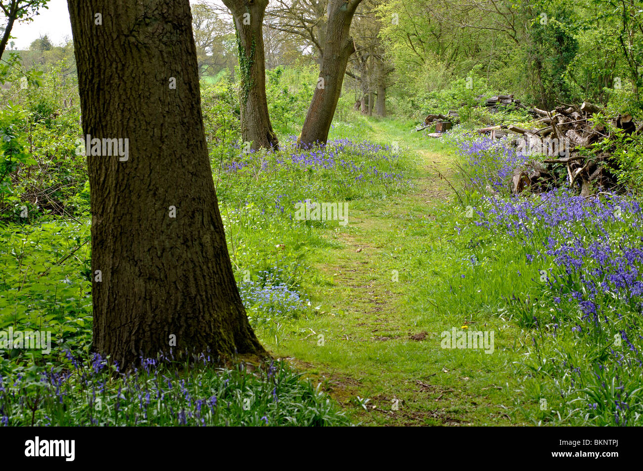 Hampton Wood Nature Reserve in spring, Warwickshire, UK Stock Photo