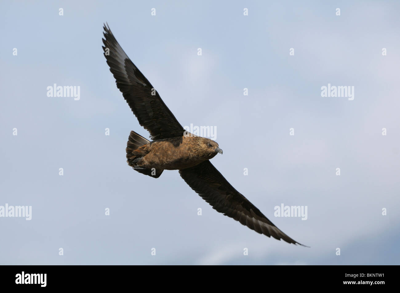 Vliegbeeld Grote Jager, onderaanzicht; Great Skua in flight, underwing view Stock Photo