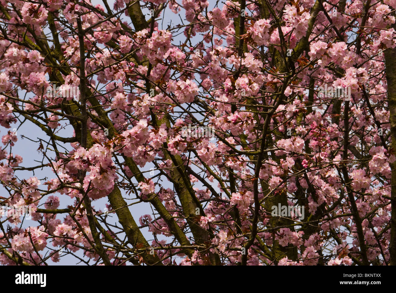 Cherry blossom hi-res stock photography and images - Alamy