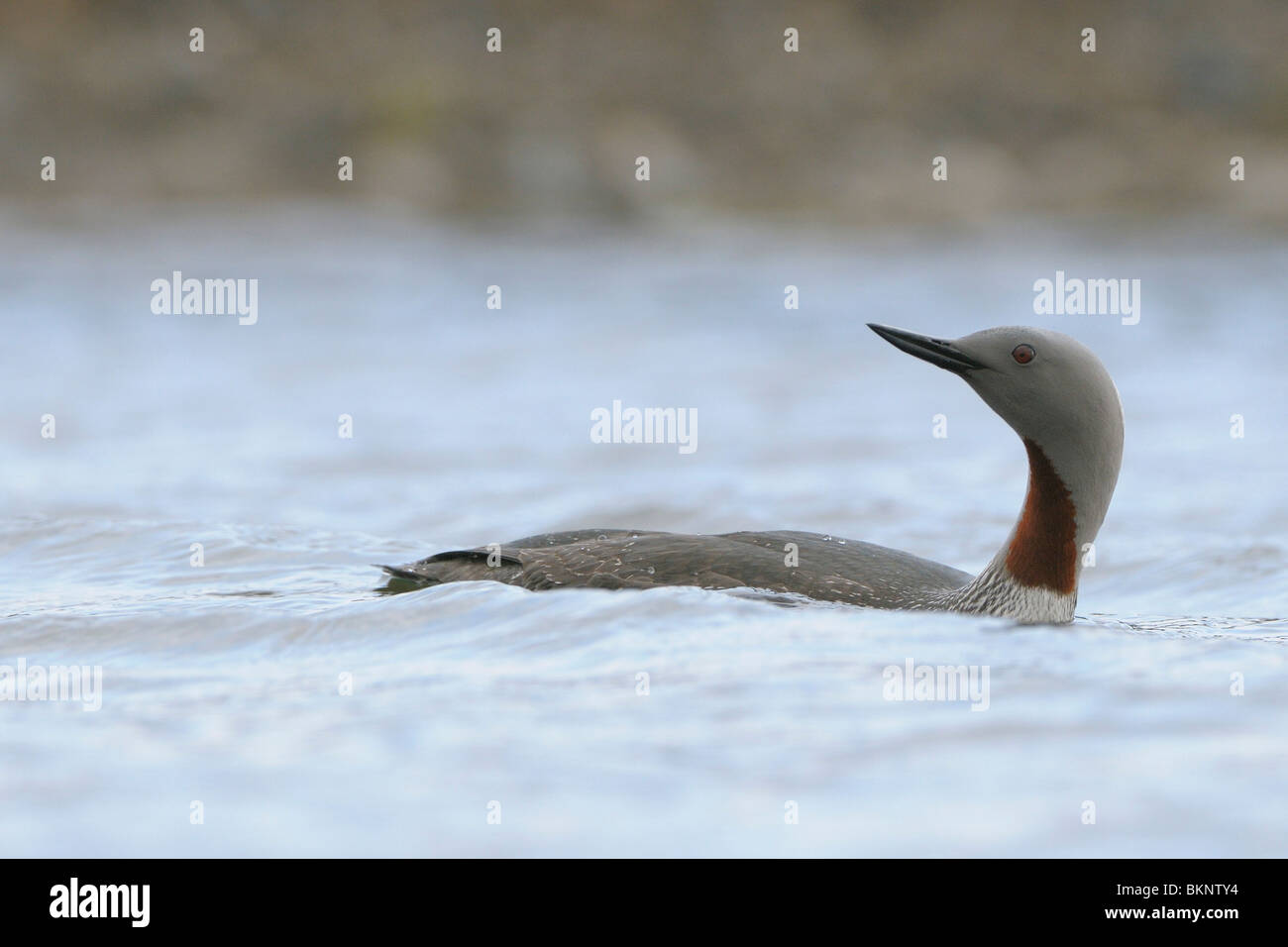 Zwemmende adulte Roodkeelduiker; Swimming adult Red-throated Diver Stock Photo