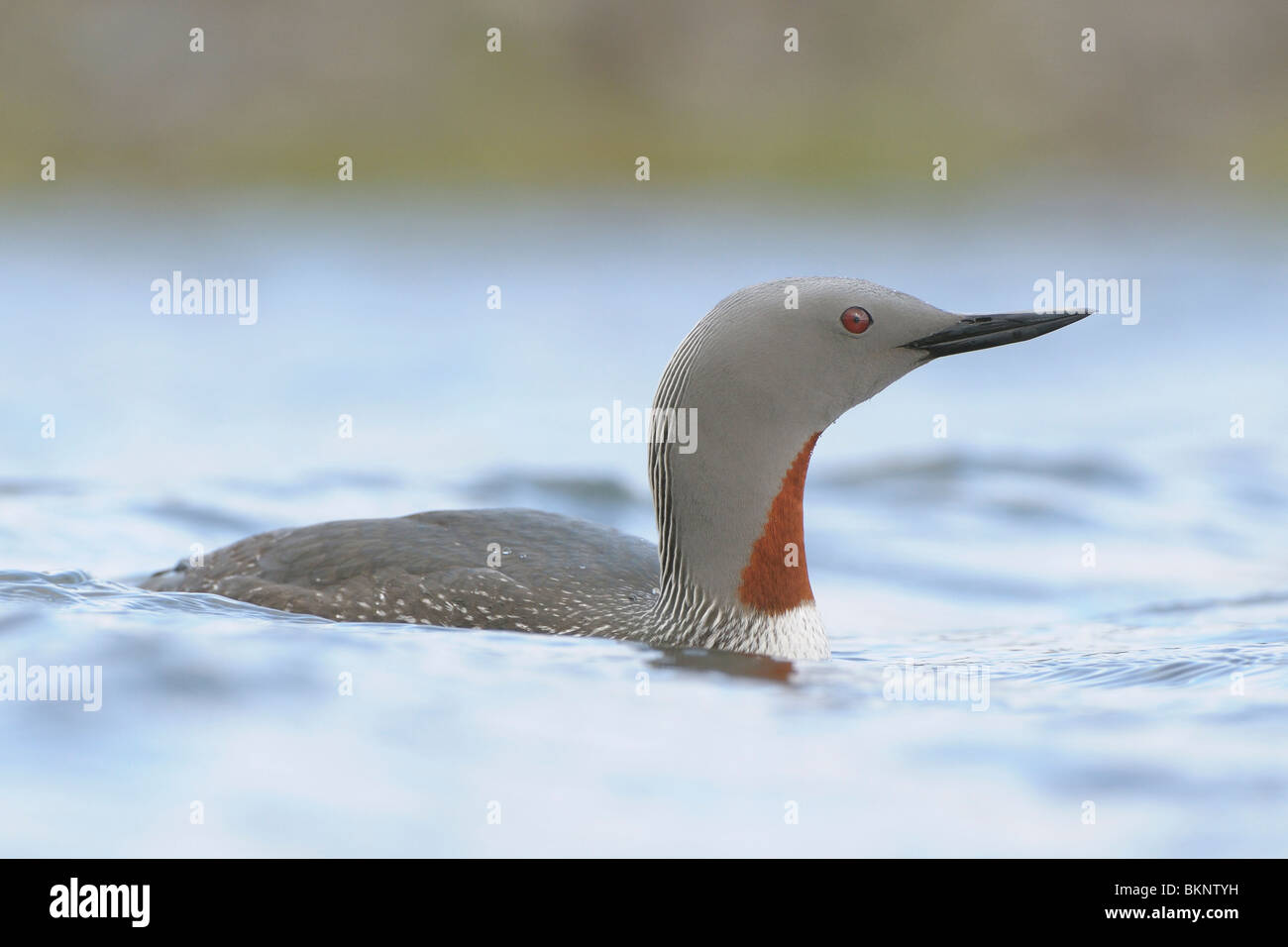 Zwemmende adulte Roodkeelduiker; Swimming adult Red-throated Diver Stock Photo