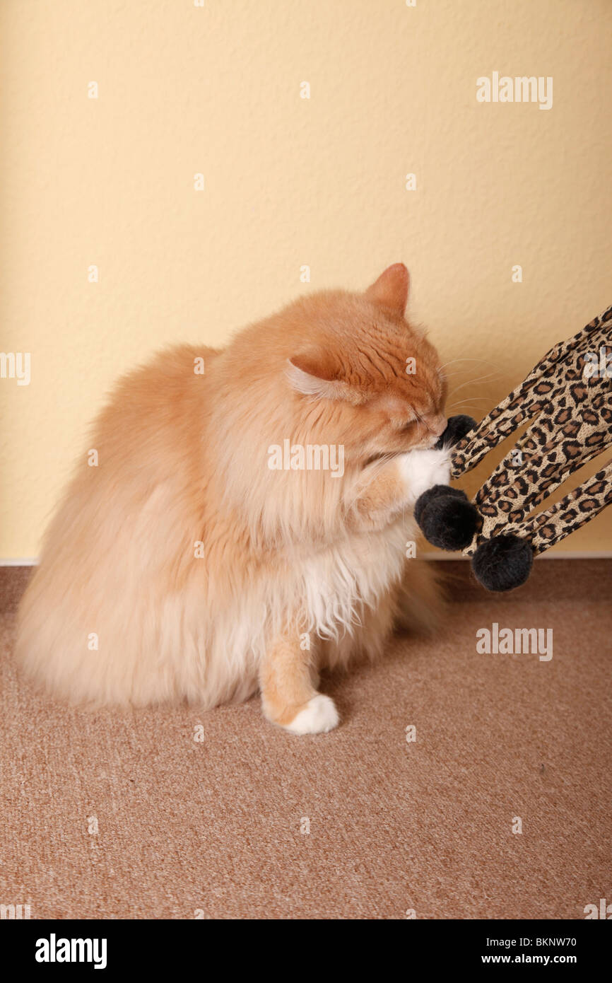 Spielhandschuh Katze