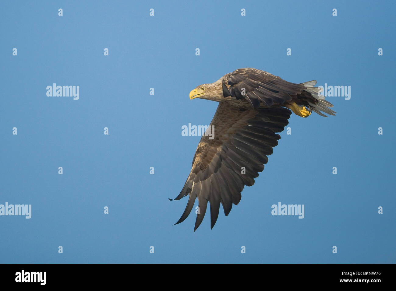 Vliegende zeearend Stock Photo