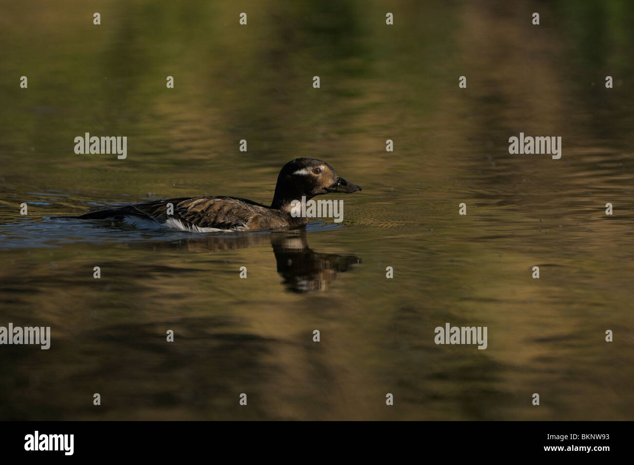 Zwemmende vrouw IJseend in broedkleed; Swimmingfemale Long-tailed Duck in breeding plumage Stock Photo