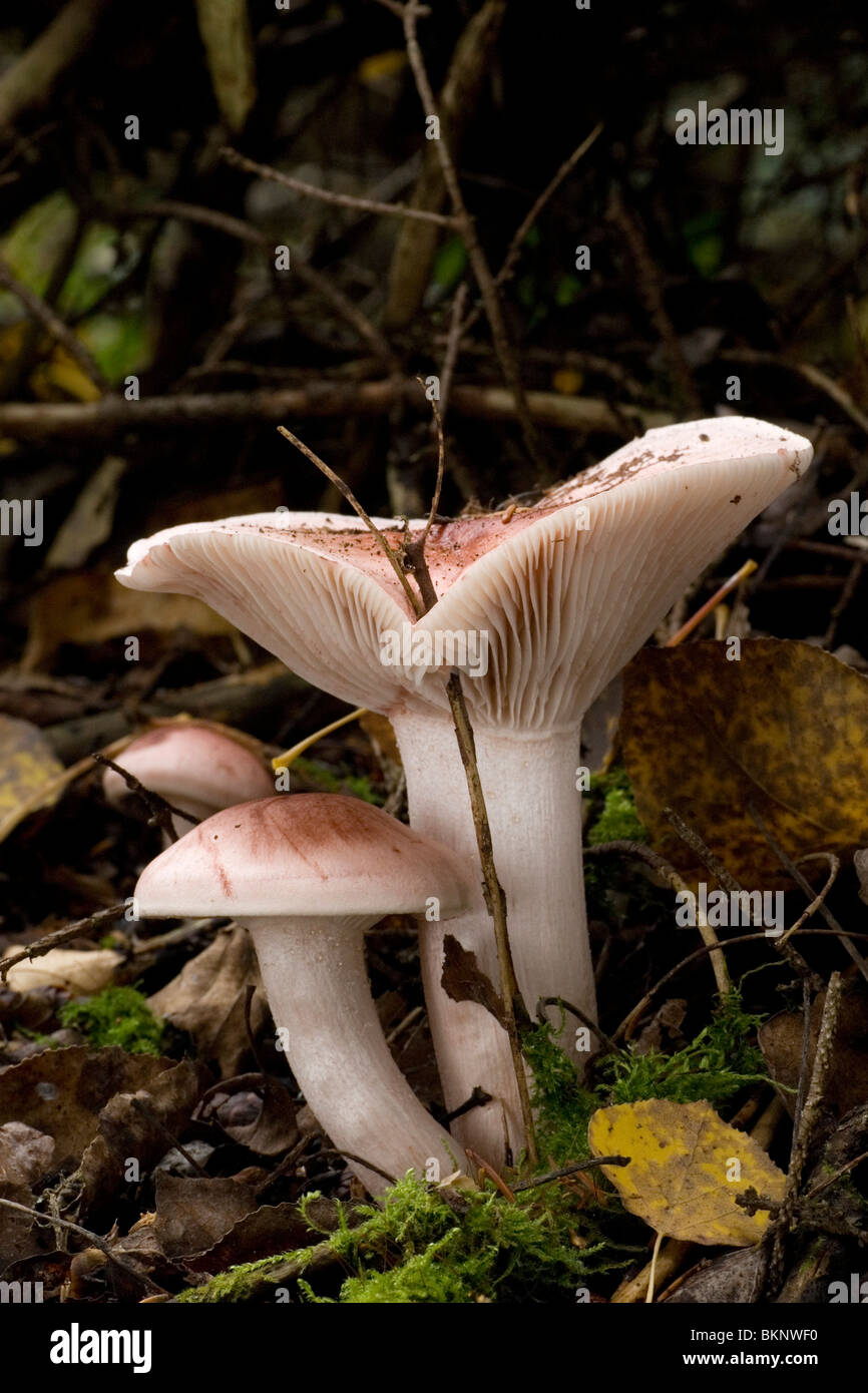 Three Blushing Waxcap's in the forest. Stock Photo