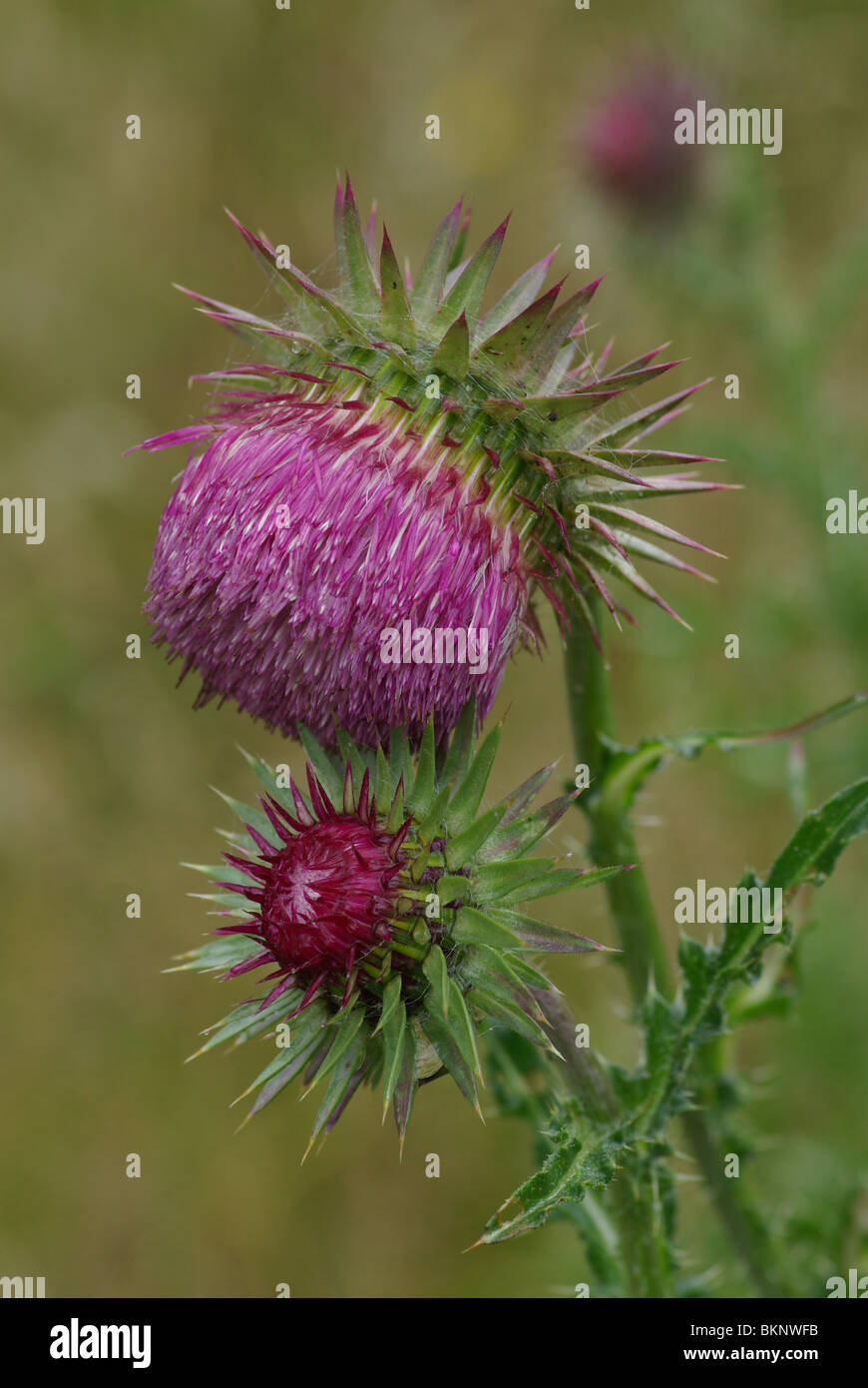 Distel hi-res stock photography and images - Alamy