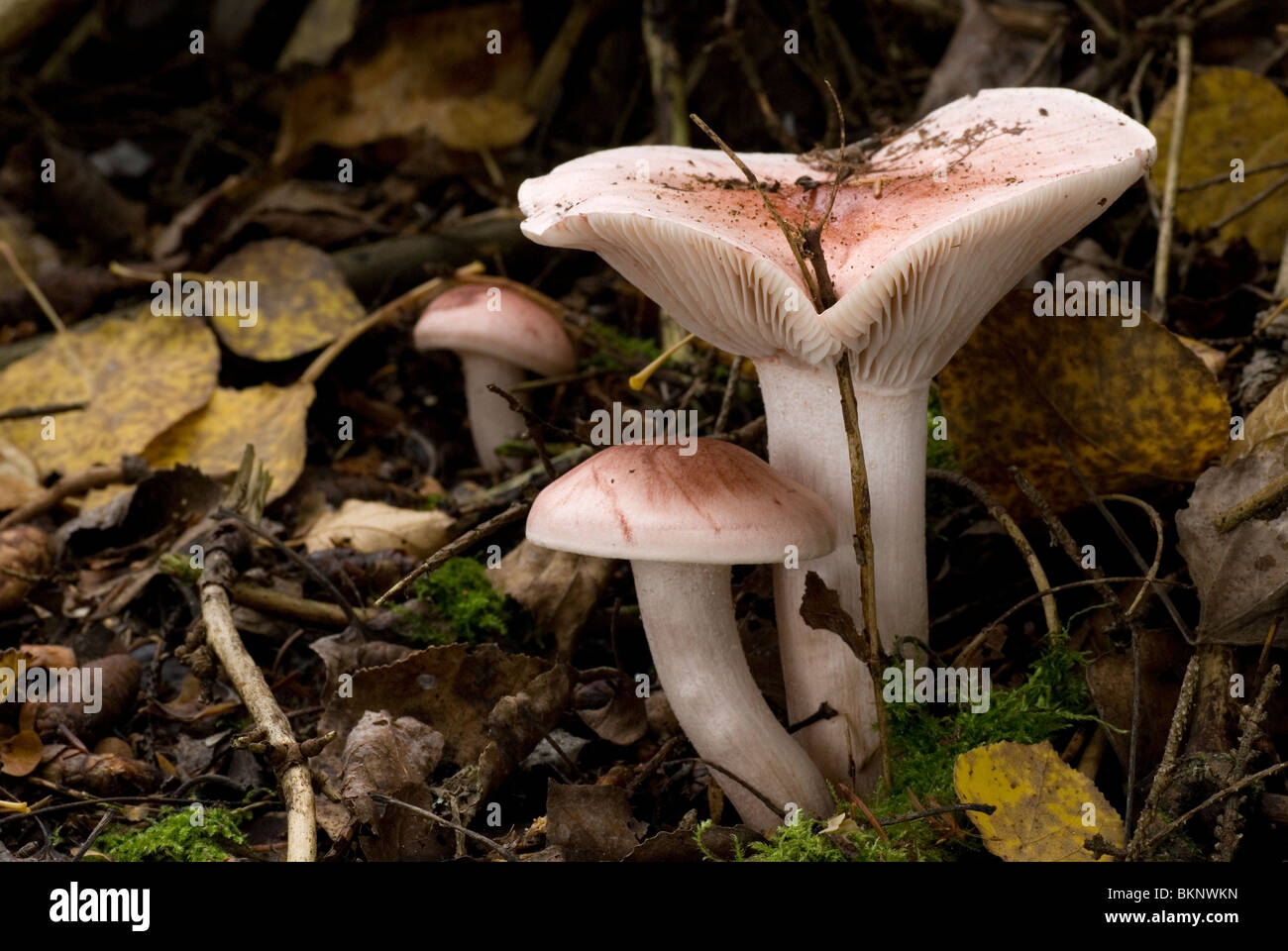 Drie Blushing Waxcap's in het bos,Three Blushing Waxcap's in the forest. Stock Photo