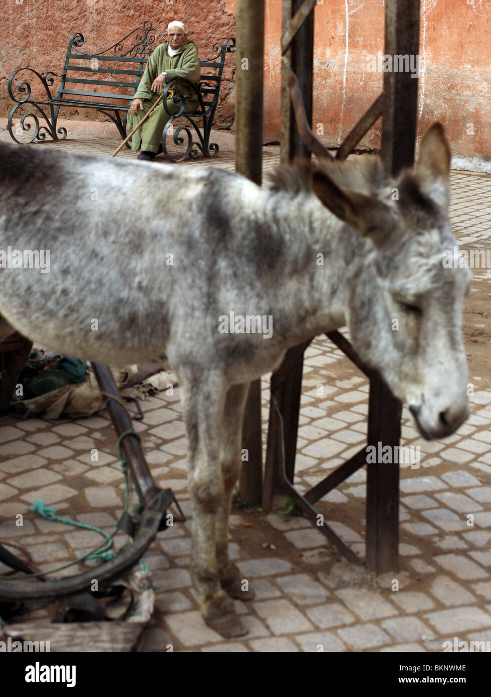 An elderly Moroccan man pictured alongside a Donkey in the Souk in Marrakesh, Morocco. Stock Photo