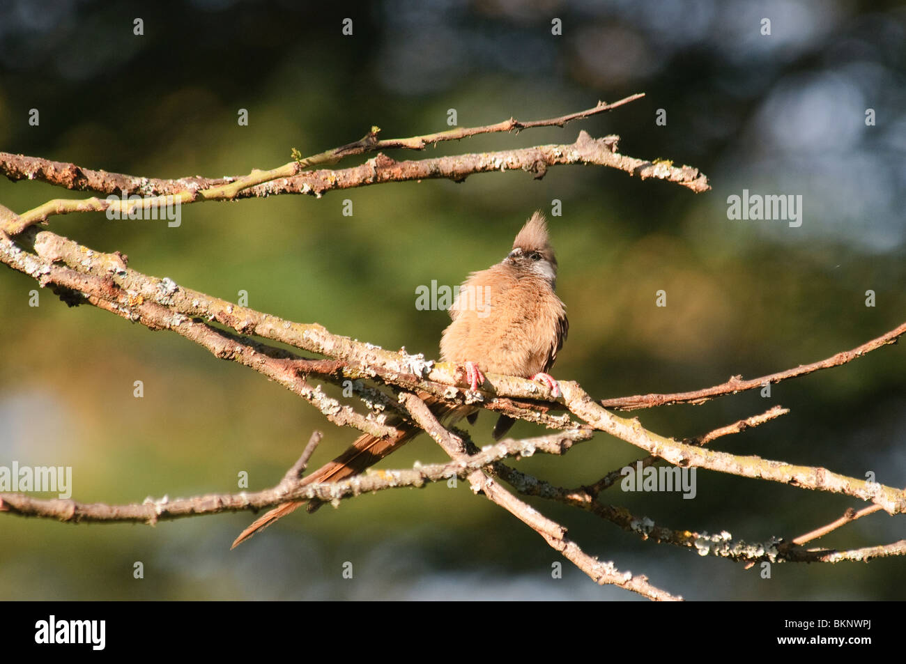 Speckled Mousebird Colius striatus perched in twigs Stock Photo