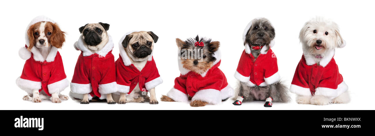 Group of dogs in a row dressed as Santa Claus in front of white ...