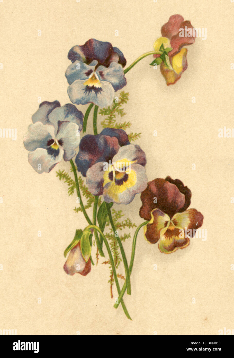 Pansies Stock Photo