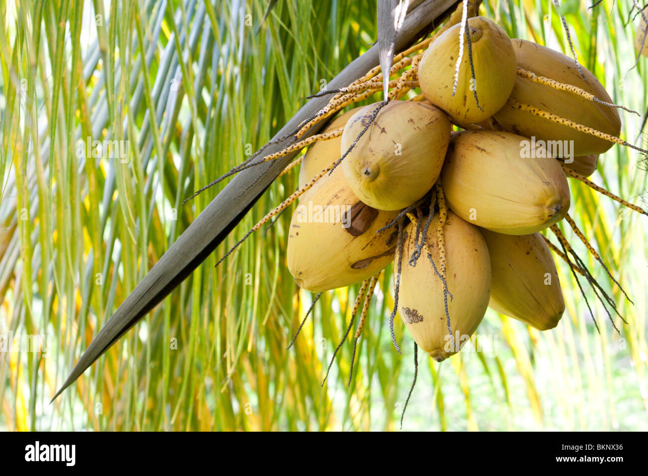 A bunch of yellowing coconuts hang from the tree on the island of Isla