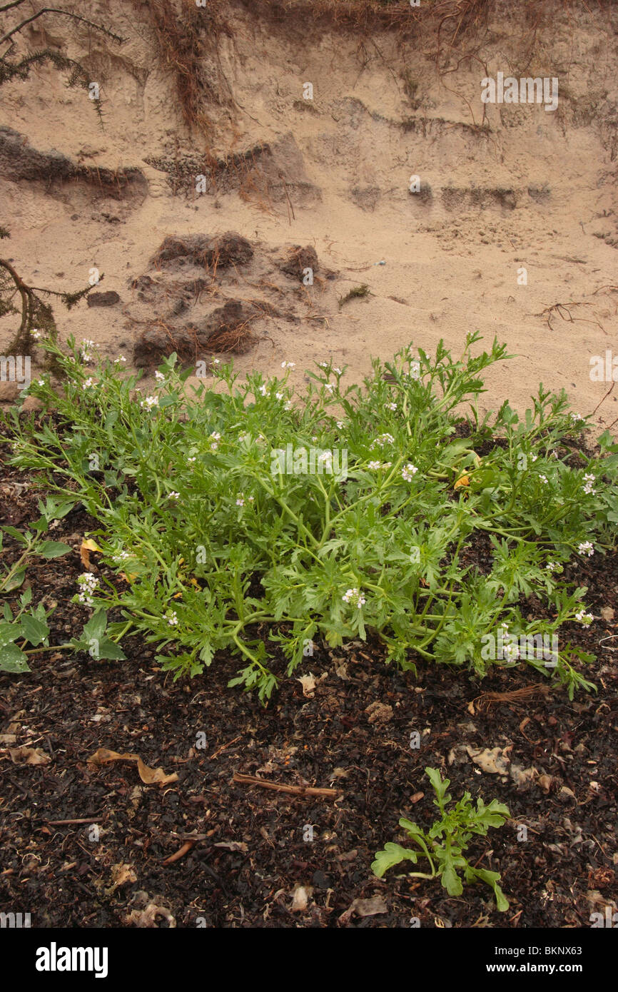 Sea rocket, Cakile maritima. on strandline. Studland beach Dorset. Stock Photo