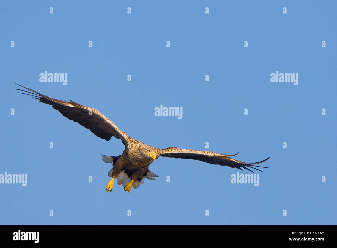 Vliegende Zeearend; Flying White-tailed Eagle Stock Photo