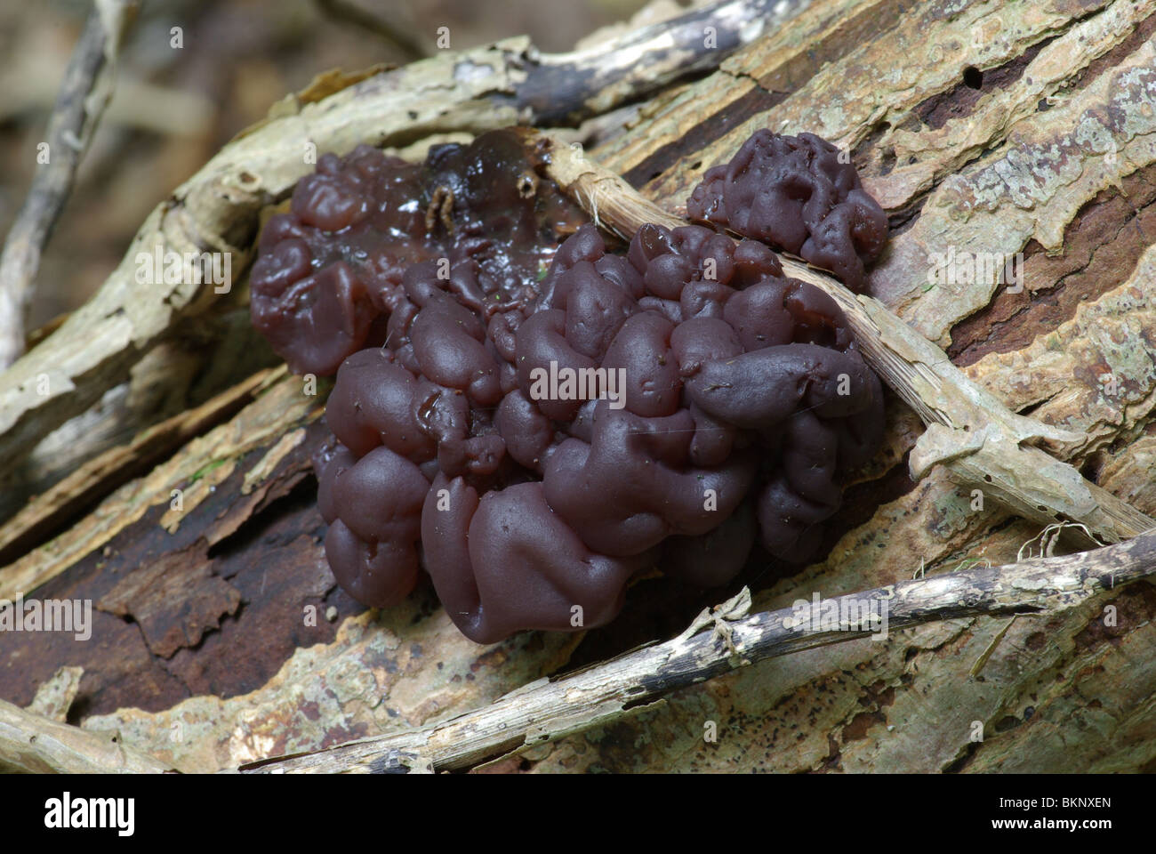 Zakjestrilzwam; Ascotremella faginea Stock Photo