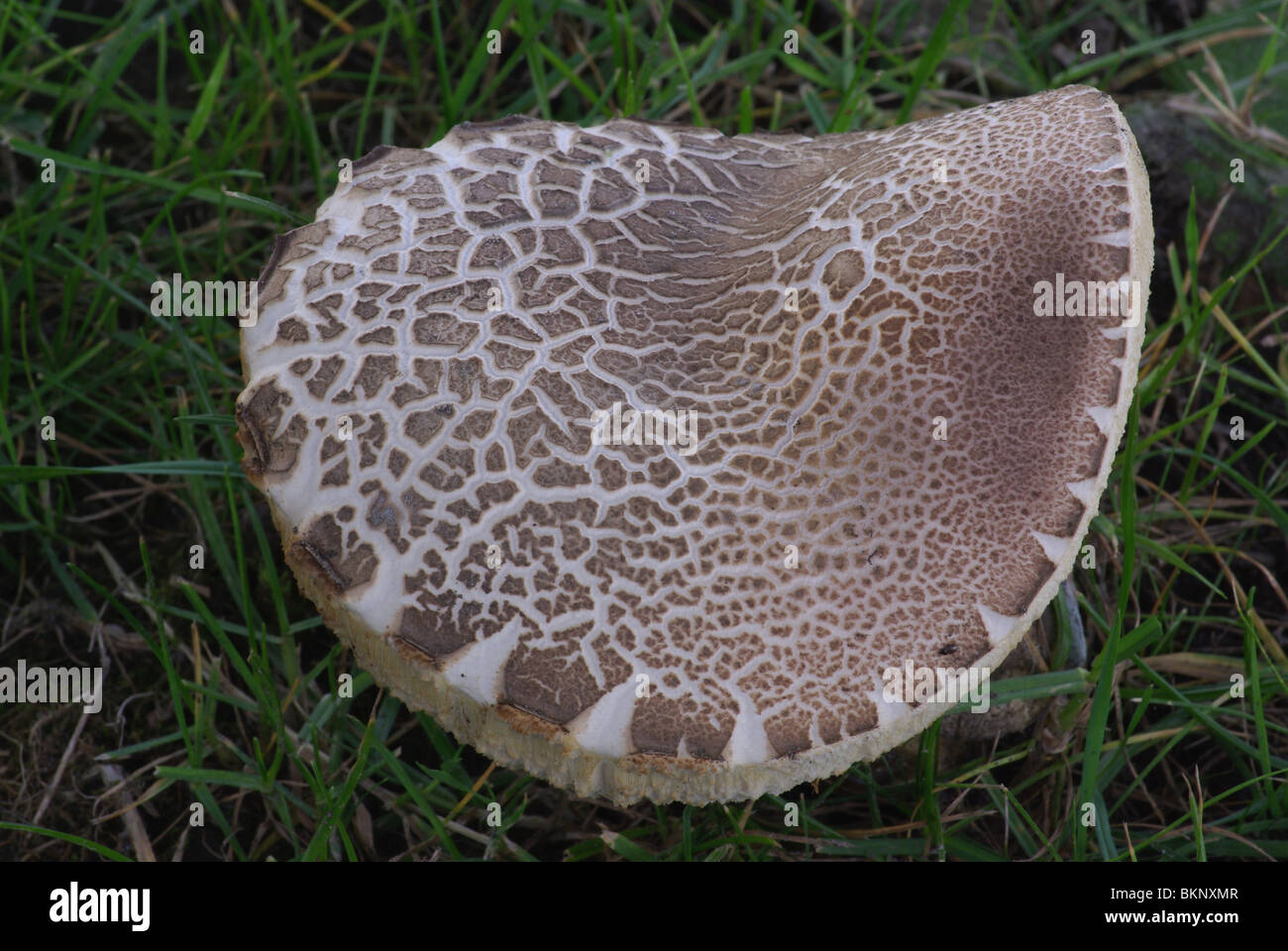 Detail of the top of Leccinum duriusculum bolete Stock Photo
