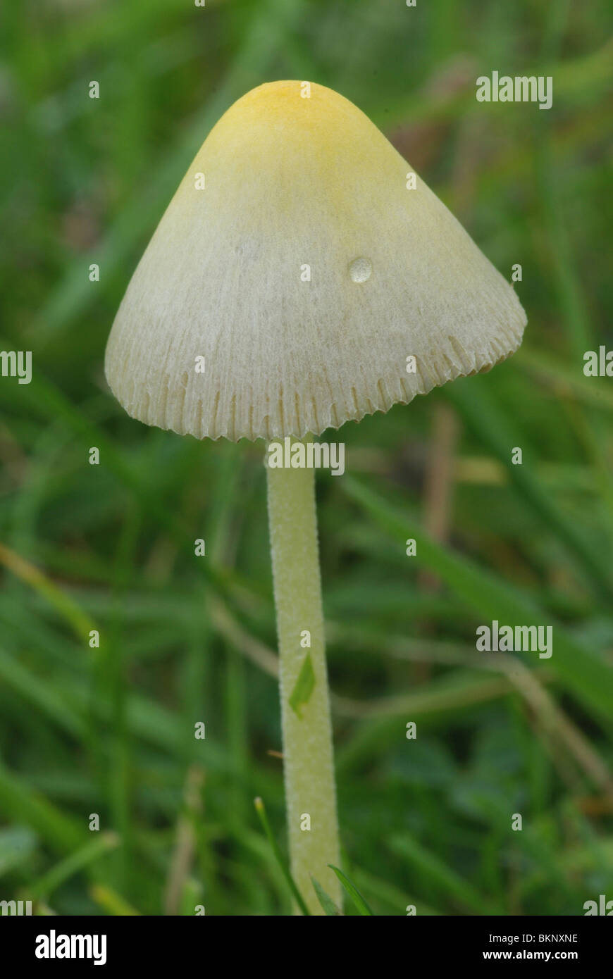 Rain drop on cap of Bolbitius vitellinus, Yellow Field Cap Stock Photo