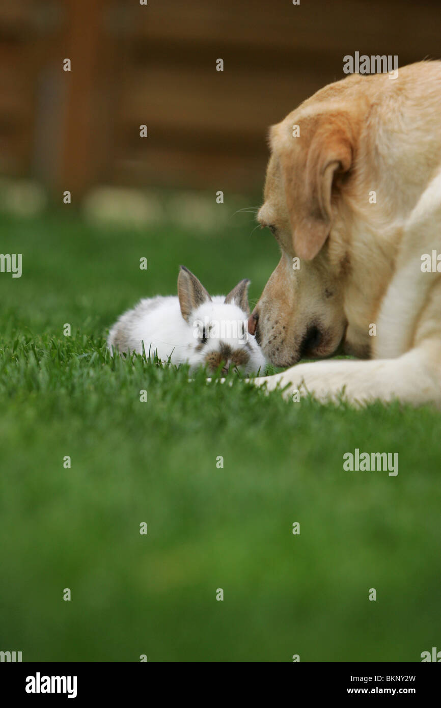 Labrador Retriever And Rabbits