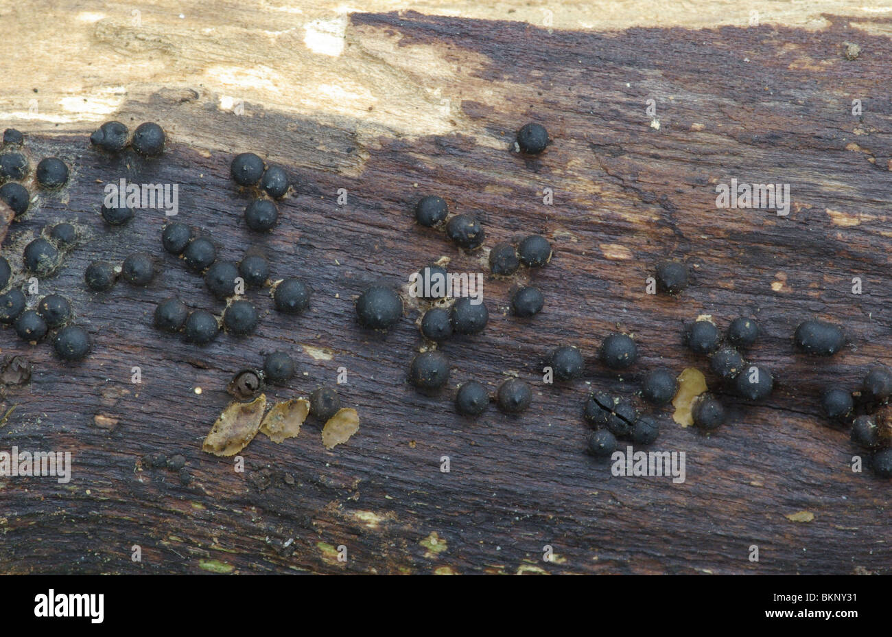 Glad tepelkogeltje; Rosellinia mamiformes Stock Photo