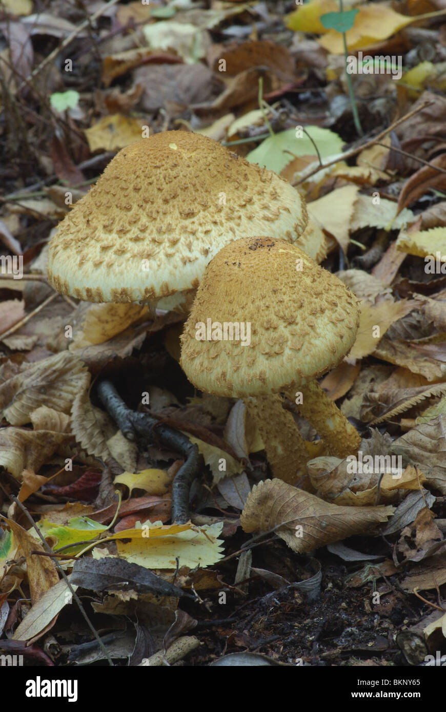Shaggy scalycap in an autumn forest Stock Photo