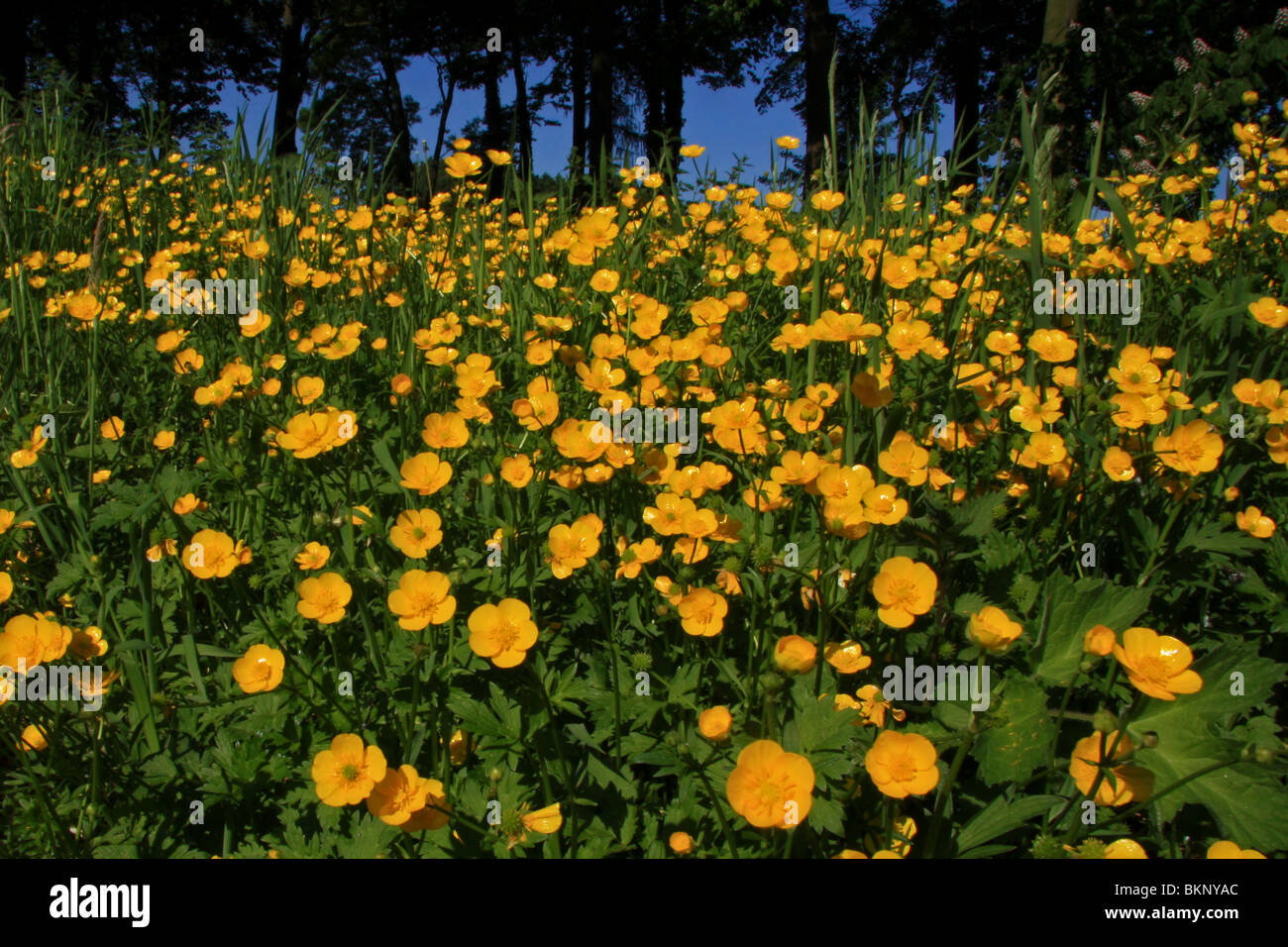 Large number of Meadow buttercups (Ranunculus acris) Stock Photo