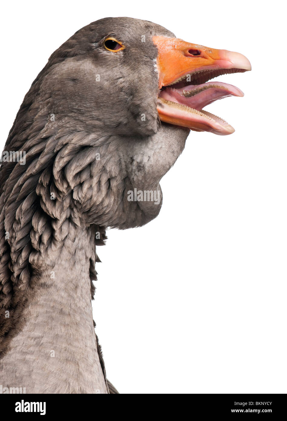 Toulouse goose in front of white background, studio shot Stock Photo