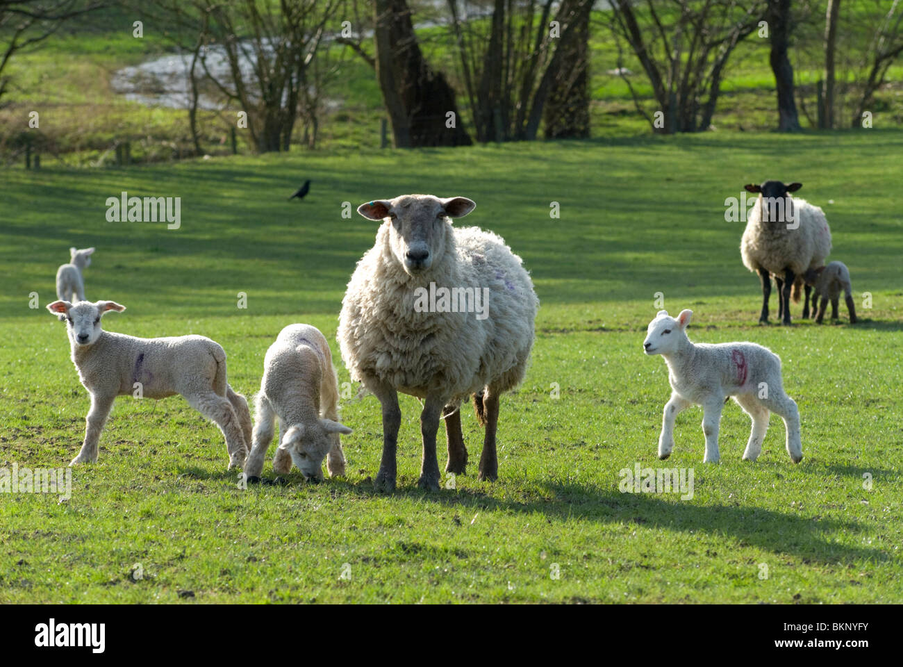 Sheep in the Welsh Marches Stock Photo