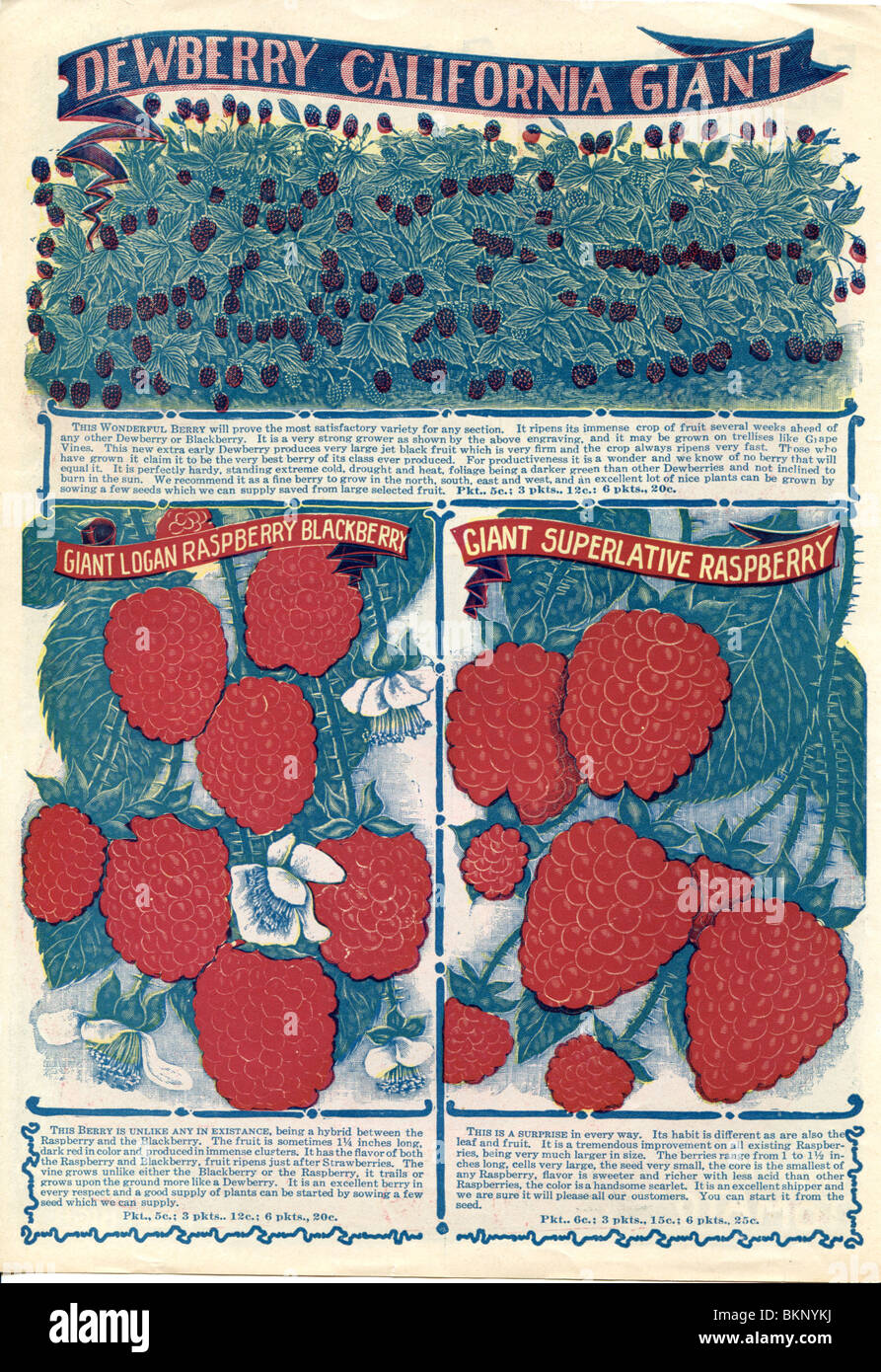 Giant Raspberries - Three Varieties Stock Photo