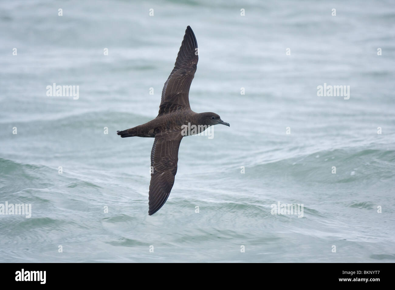 Grauwe Pijlstormvogel in vlucht boven open zee voor Nederland; Puffinus griseus in flight above open sea Stock Photo