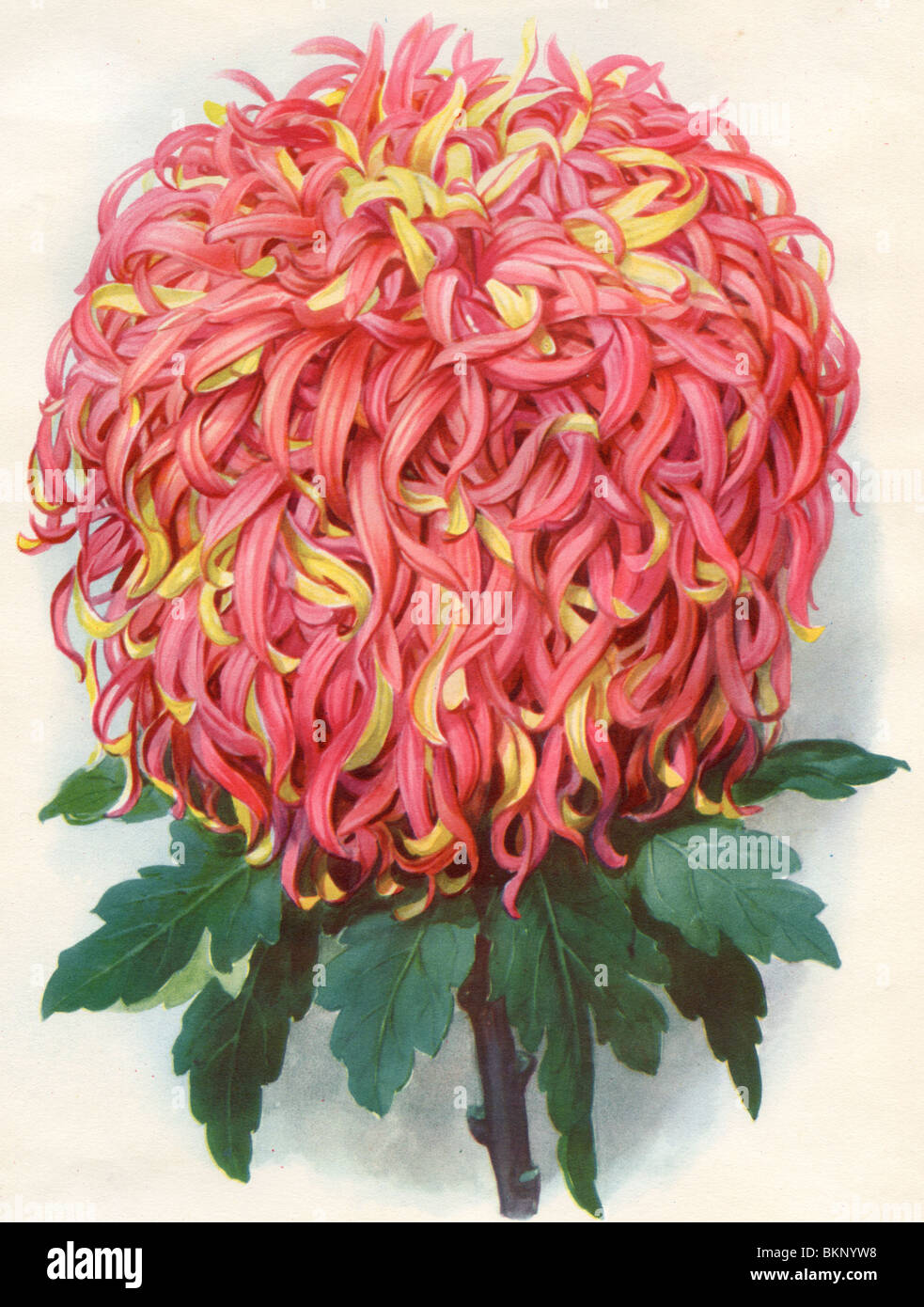 Chrysanthemum japanese chrysanthemum hi res stock photography and