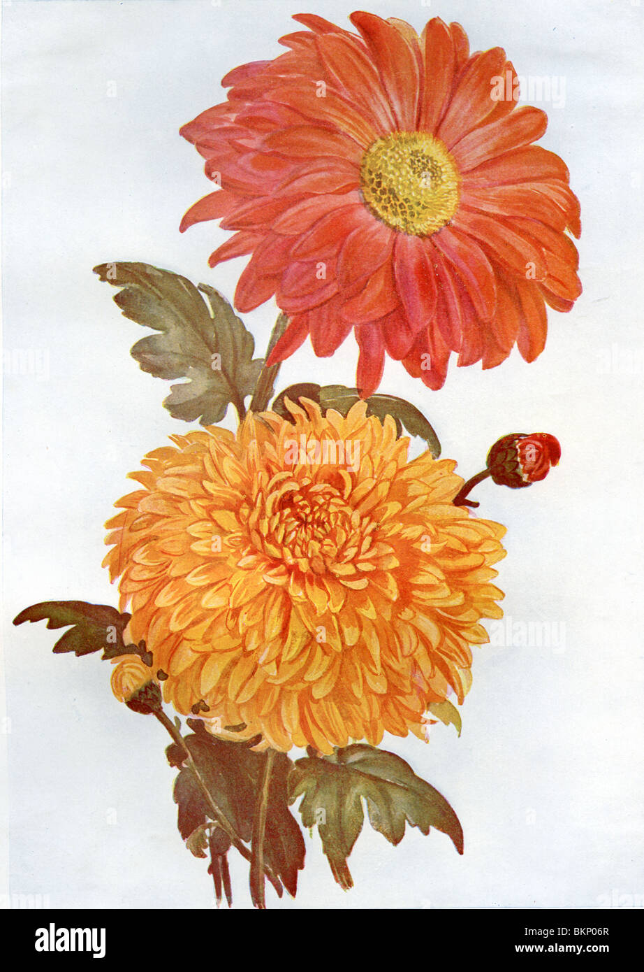 Plants chrysanthemums hi-res stock photography and images - Alamy