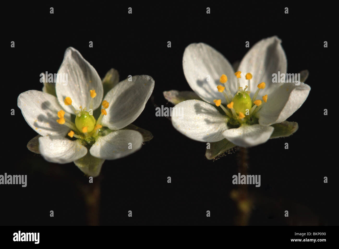 detail van 2 bloemen Stock Photo