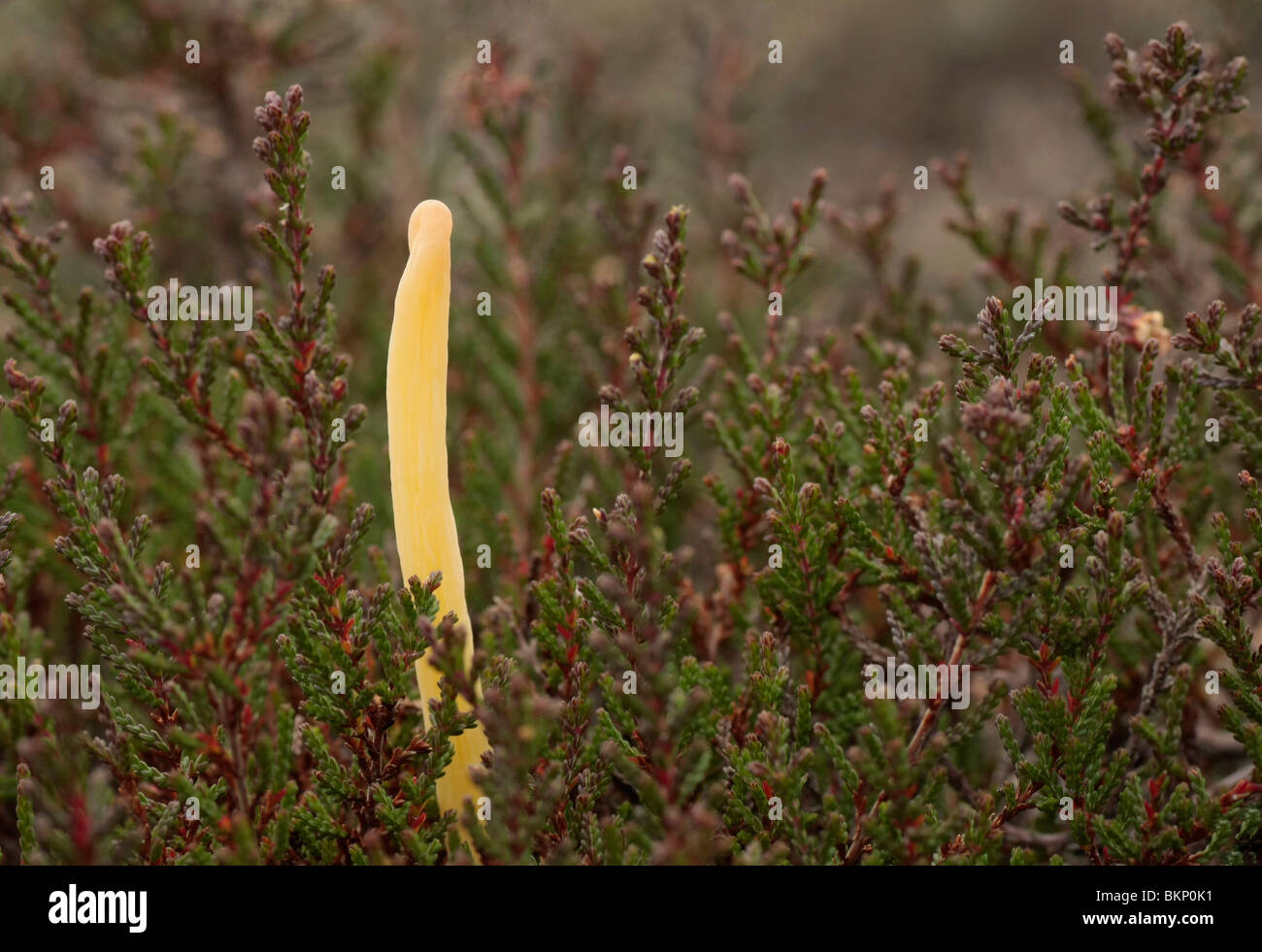 Heideknotszwam groeit op zandgronden tussen struikheide; Moor cub Stock Photo