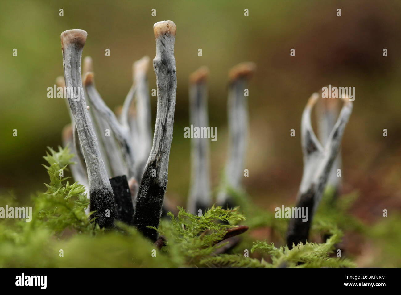 Groepje Geweizwammetjes op met mos begroeide bosbodem; Candlesnuff fungus Stock Photo