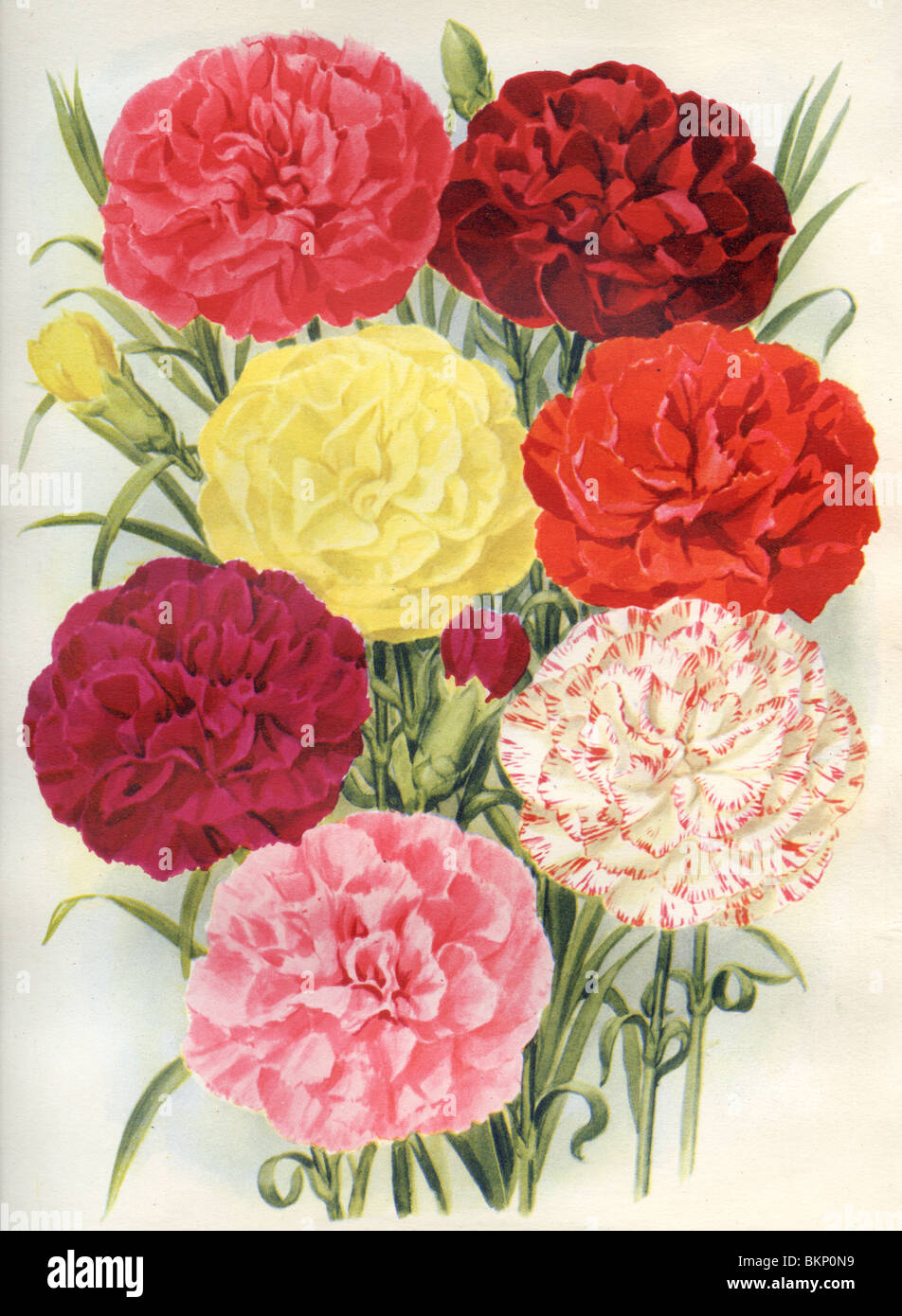 Perpetual flowering Carnations Stock Photo Alamy