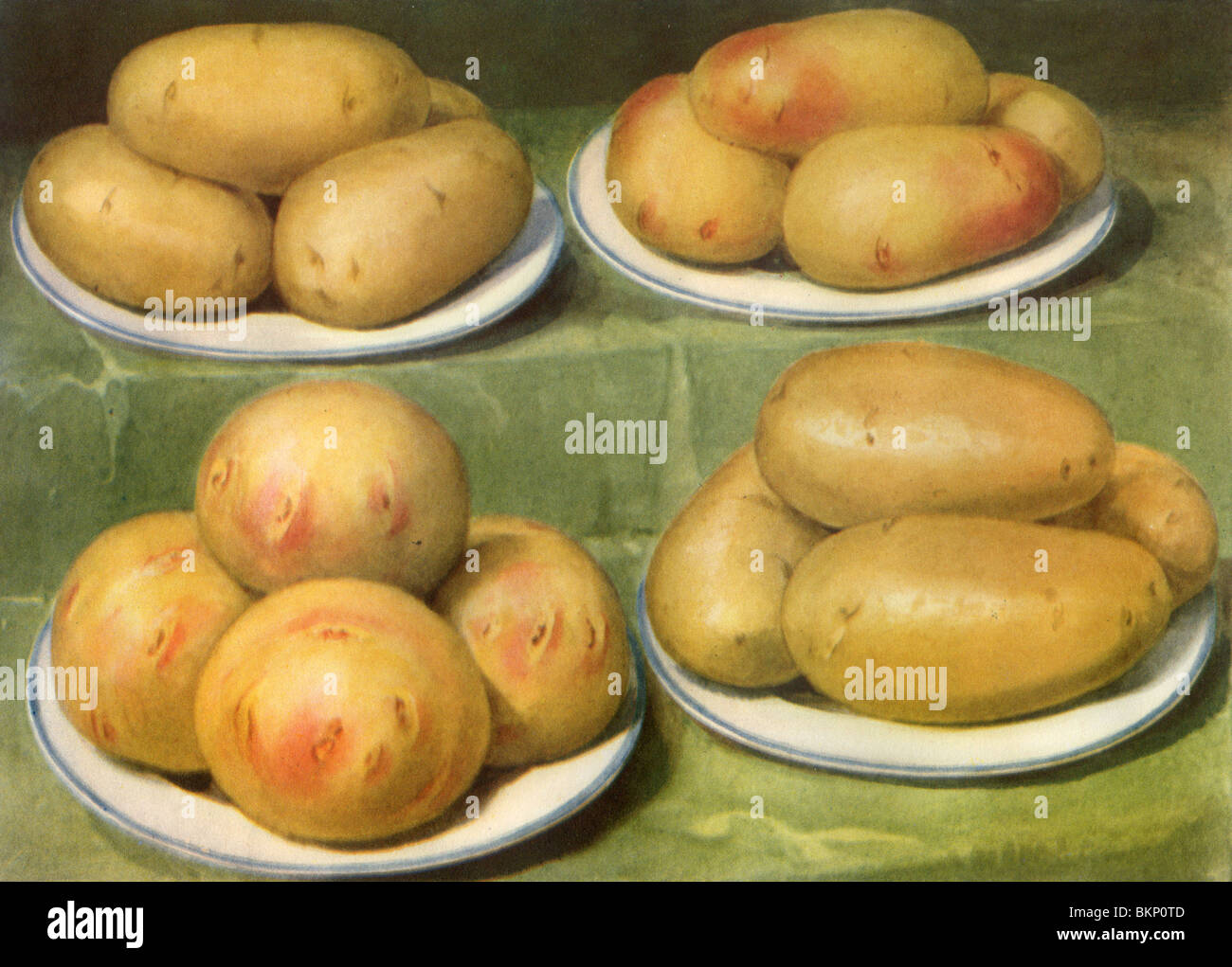 Exhibition Potatoes Stock Photo
