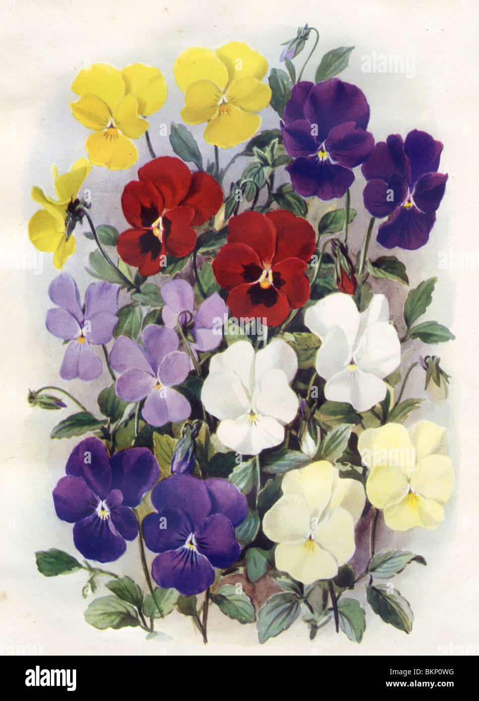 Hybrid Violas for the Rock Garden Stock Photo Alamy